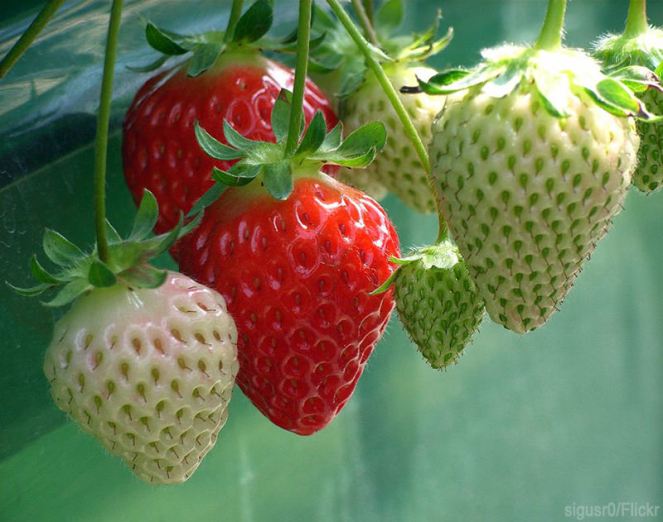 strawberries2_800
